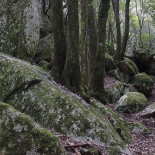 Cucurruzu forest